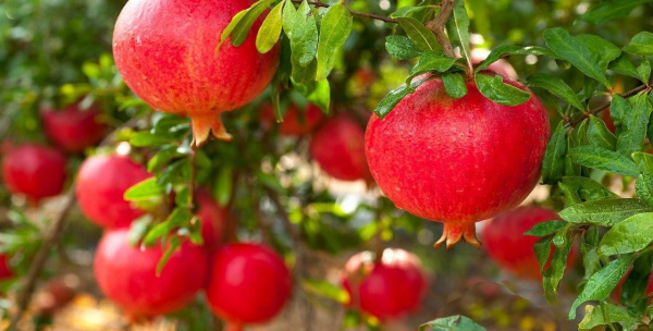 Russia supports Uzbekistan in WTO accession