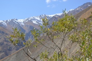 Запуск семи проектов по преодолению последствий изменения климата 