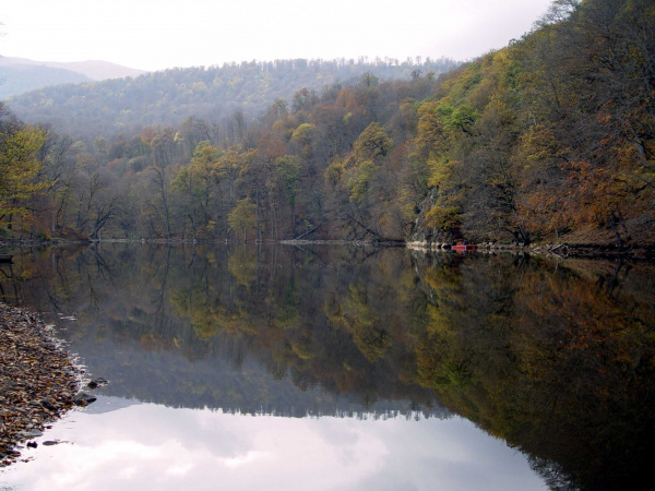 Российский эксперт оказывает поддержку лесовосстановлению в Армении