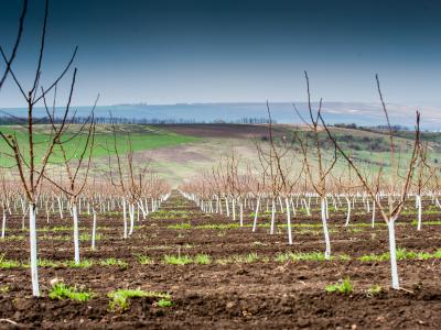 Международный консультант по разработке Стратегии адаптации к изменению климата и плана действий Республики Молдова